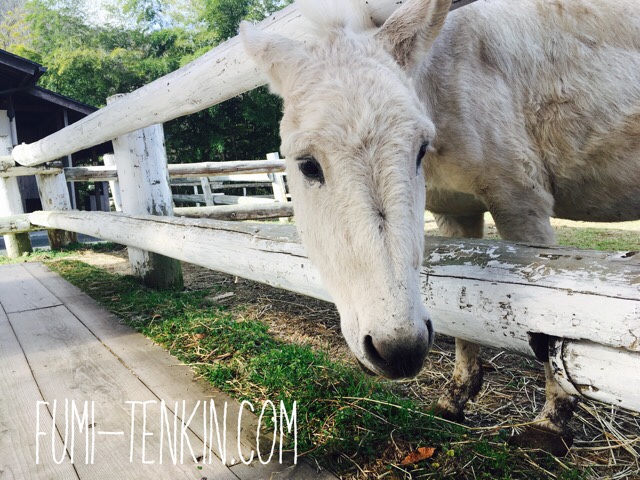 広島の牧場トムミルクファームの馬