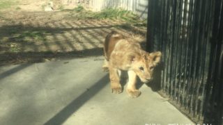 安佐動物公園のライオンの赤ちゃん